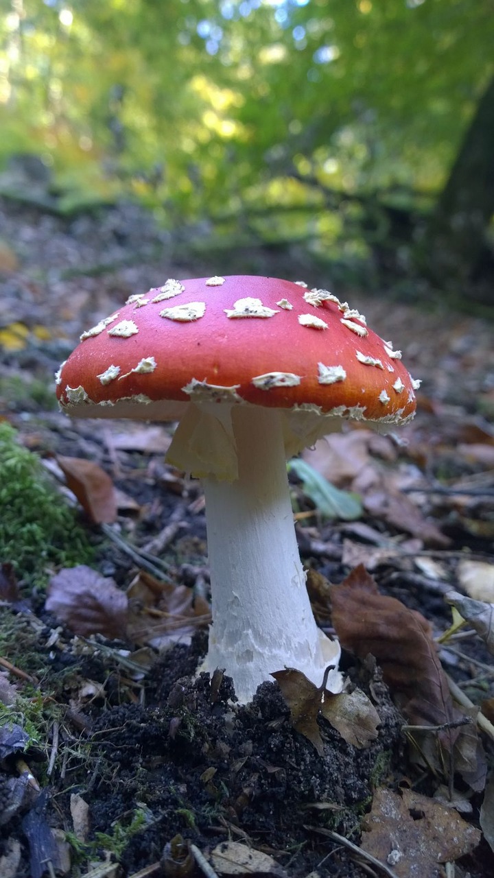 fly agaric mushroom forest free photo