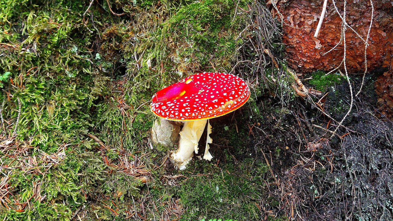 fly agaric toxic forest floor free photo