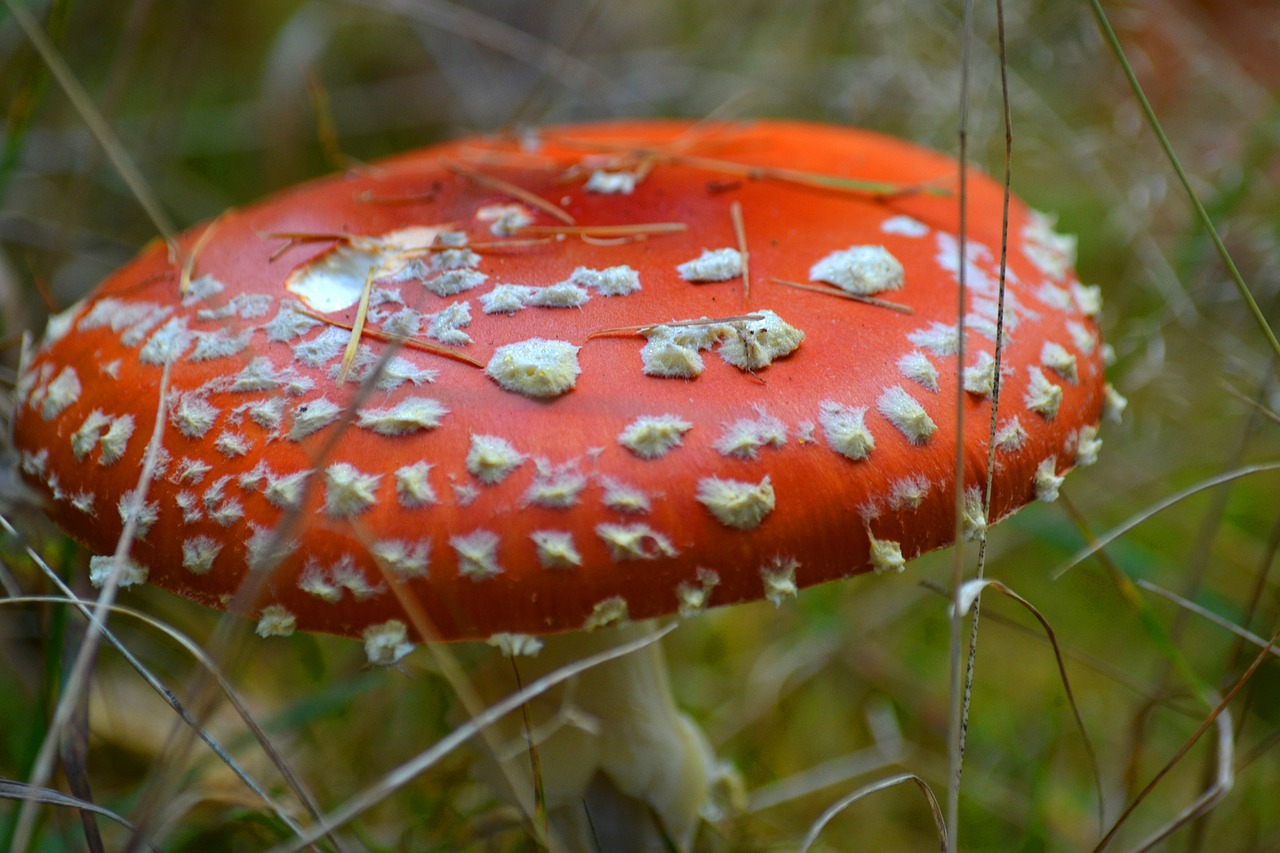 fly agaric mushroom toxic free photo