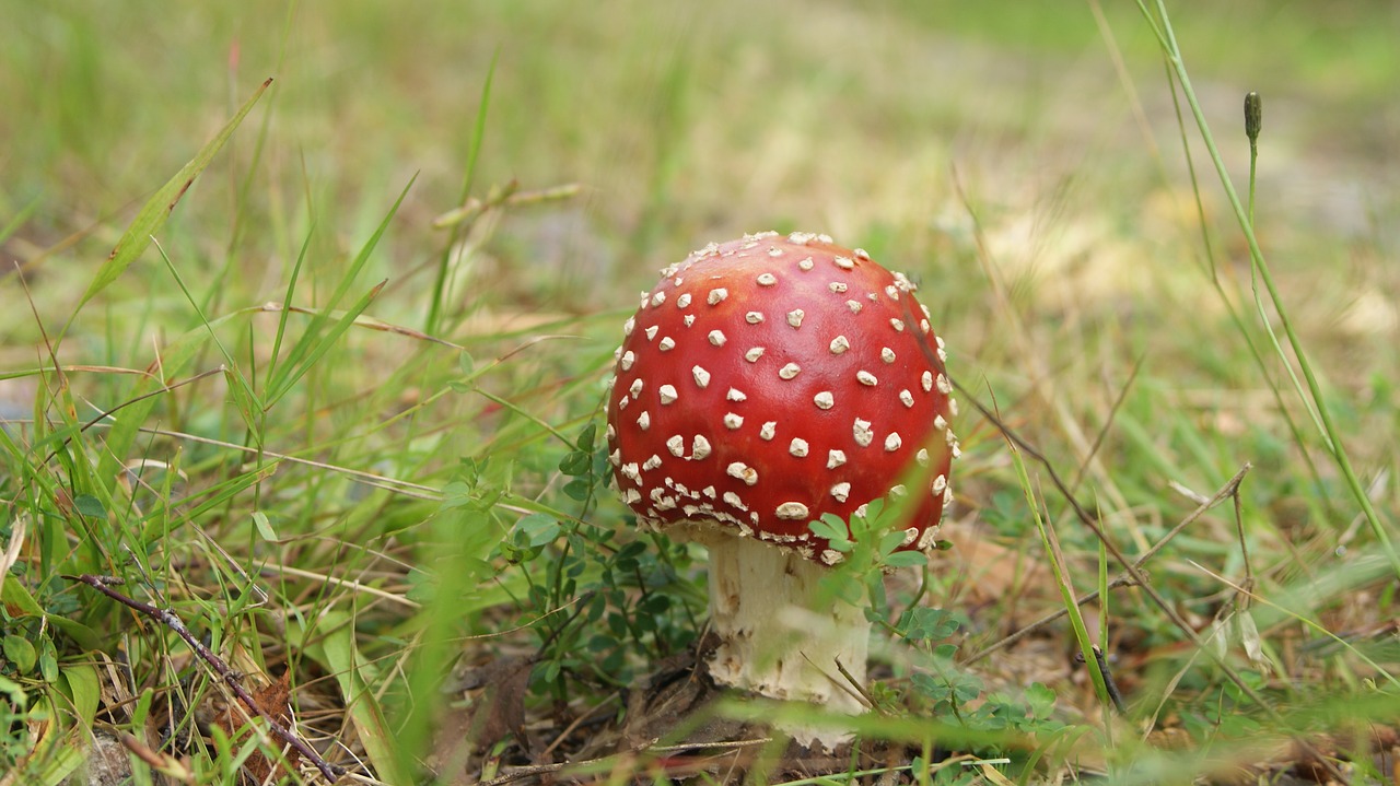 fly agaric flyagaric nature free photo