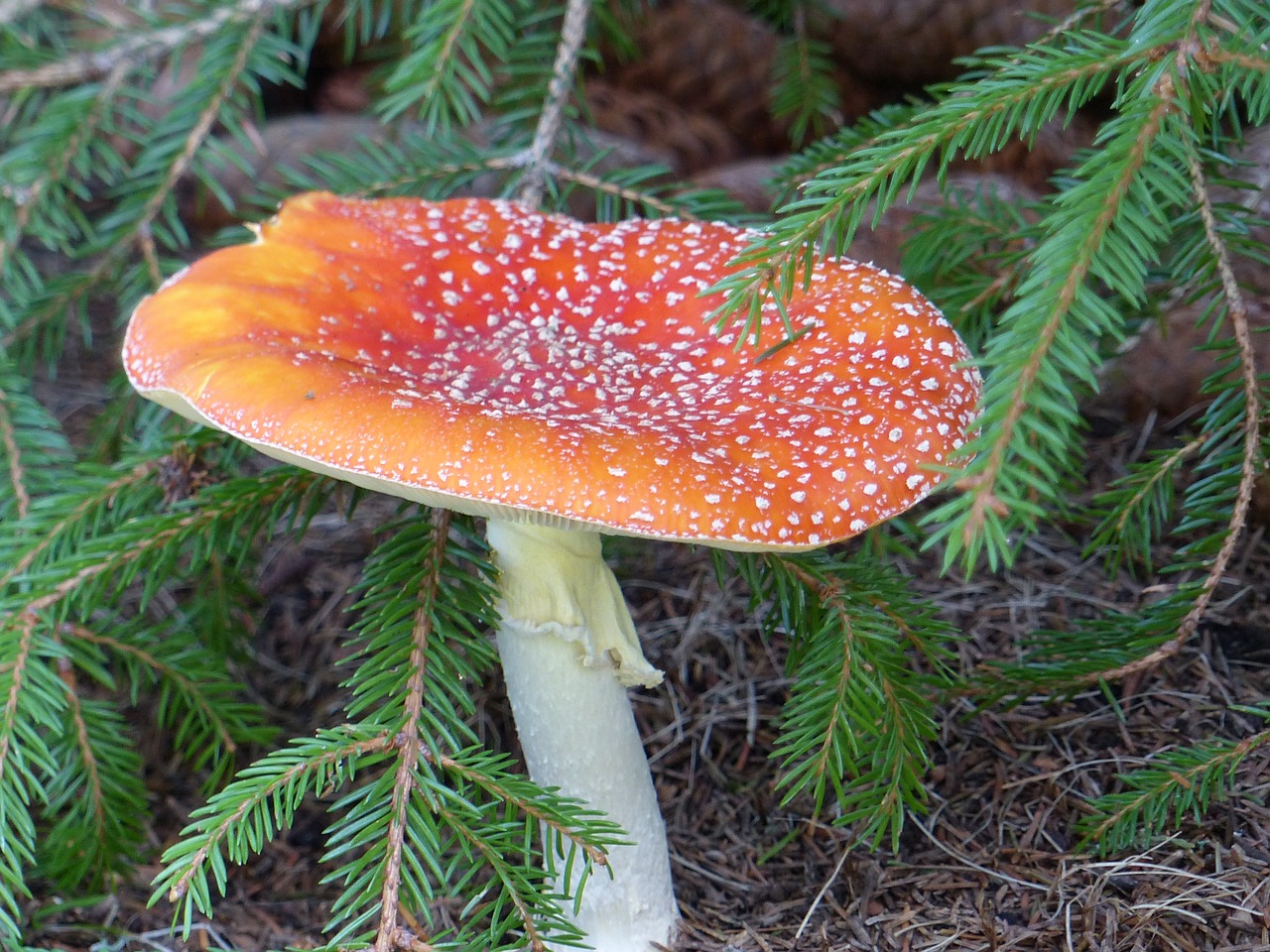 fly agaric garden autumn free photo