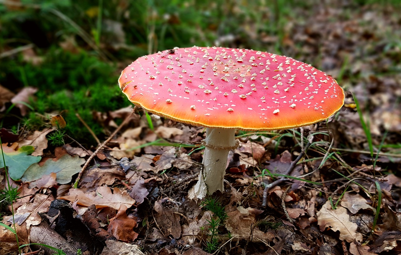 fly agaric mushroom toxic free photo