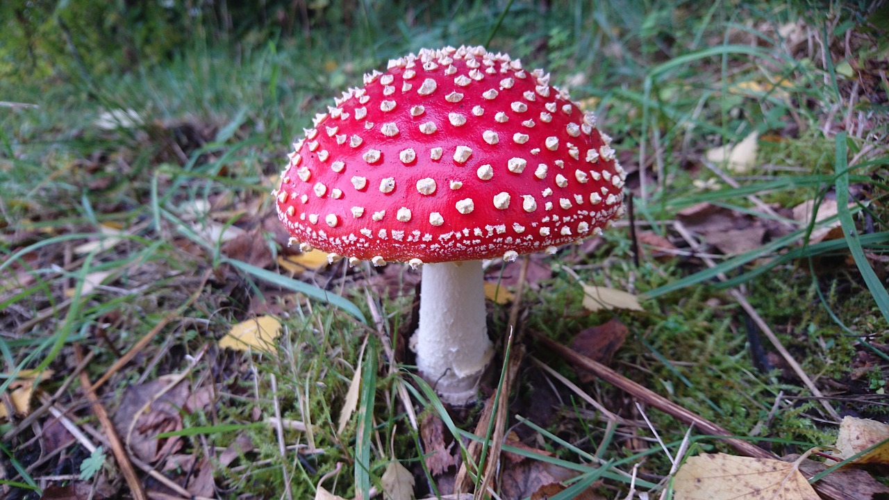 fly agaric mushroom red toadstool free photo