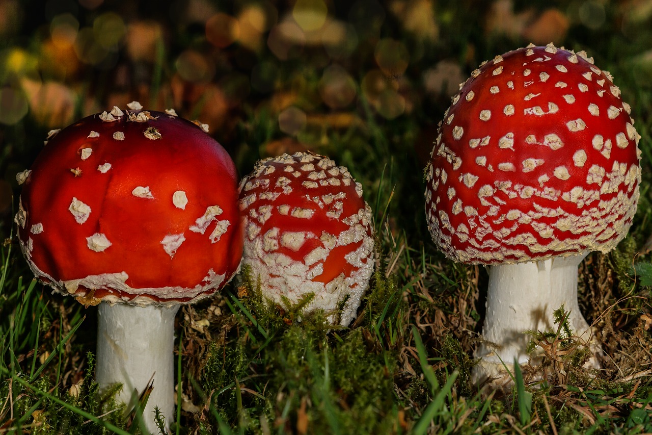 fly agaric autumn toxic free photo