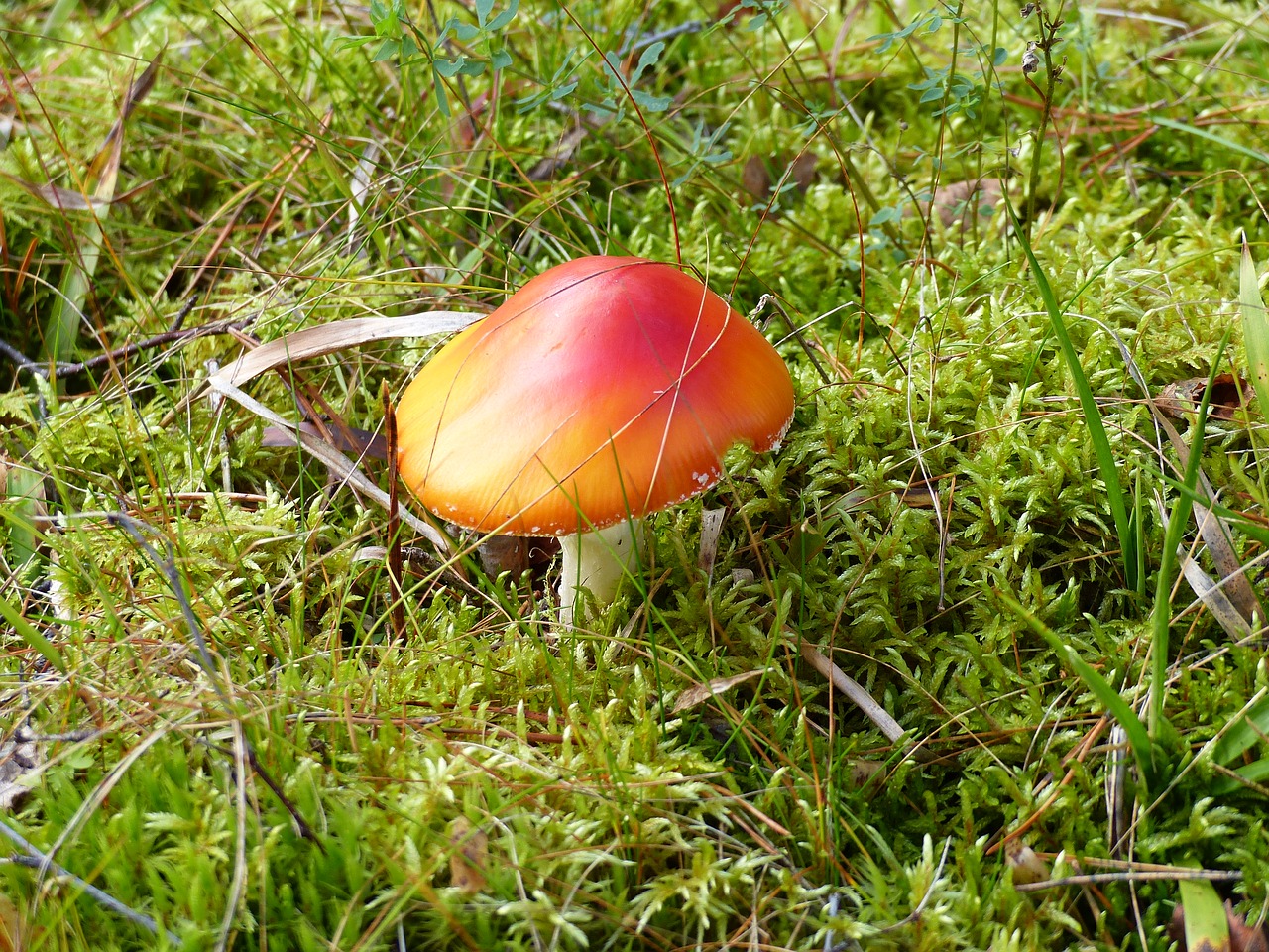 fly agaric forest colors free photo