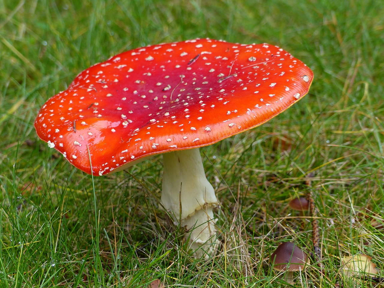 fly agaric forest autumn free photo