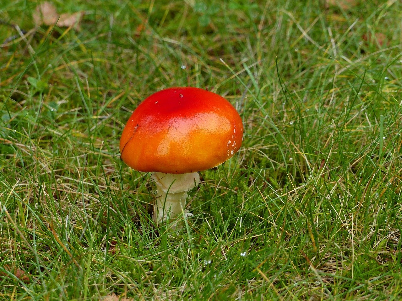 fly agaric autumn forest free photo