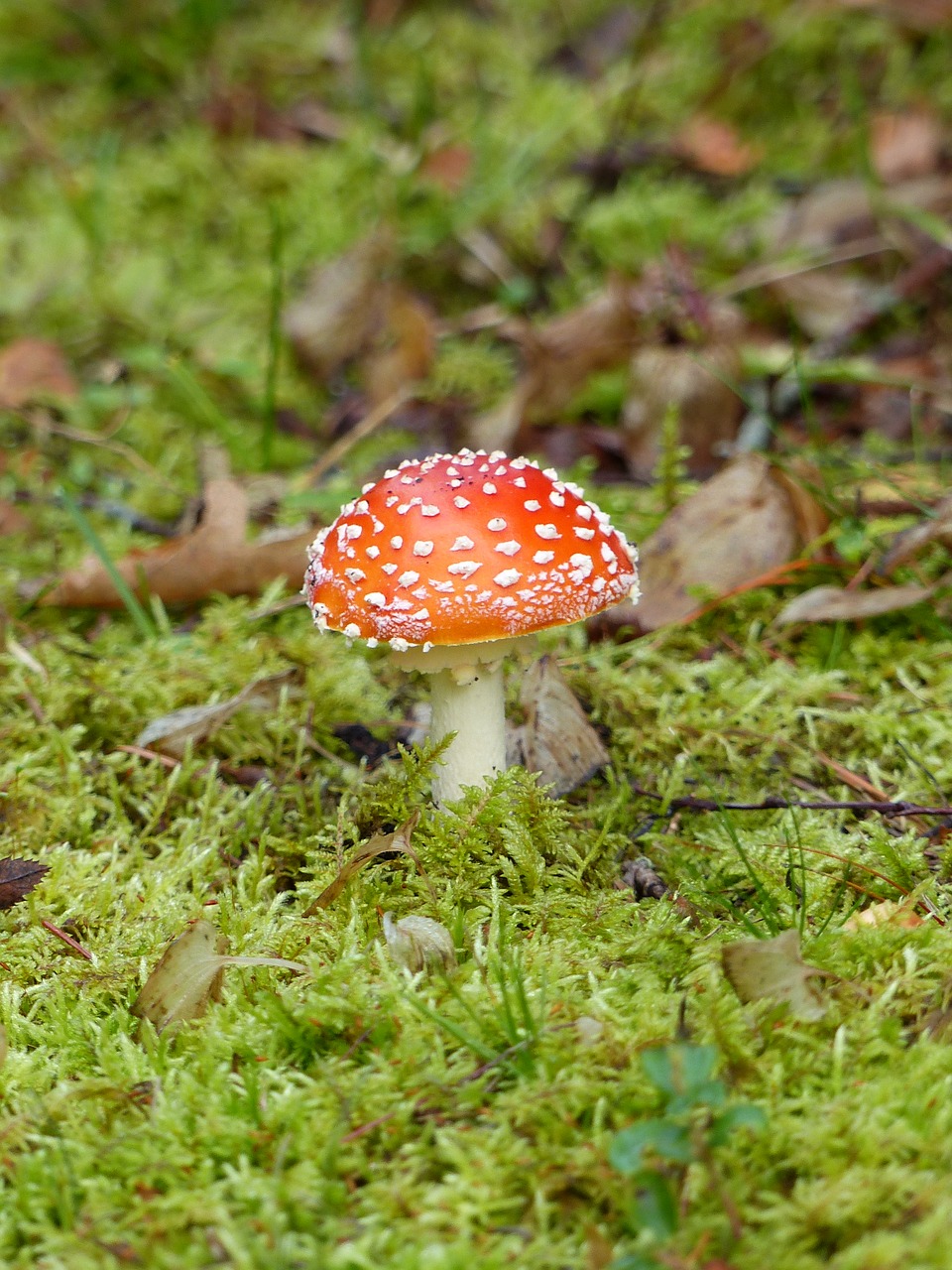 fly agaric forest colors free photo