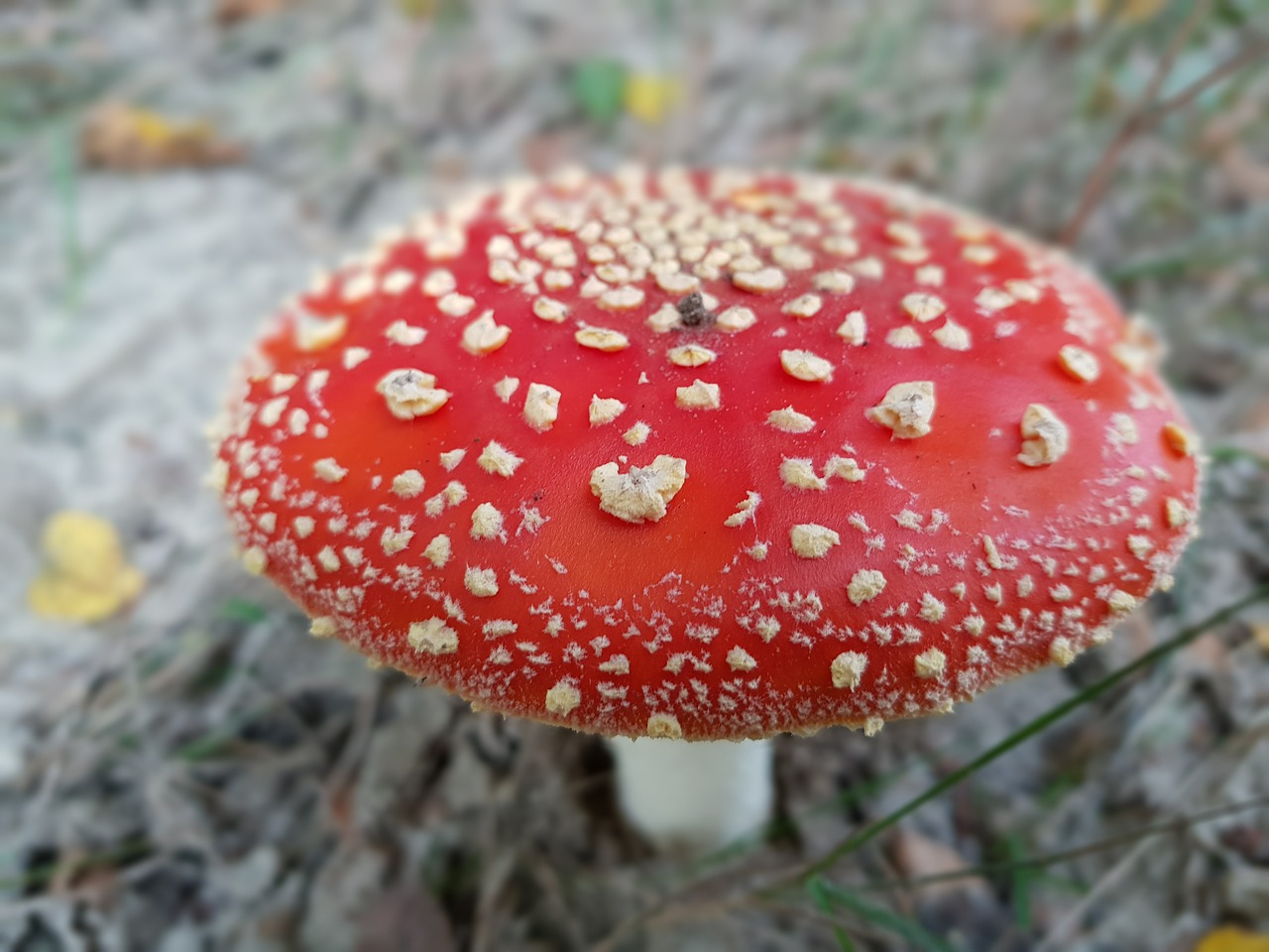fly agaric mushrooms forest free photo