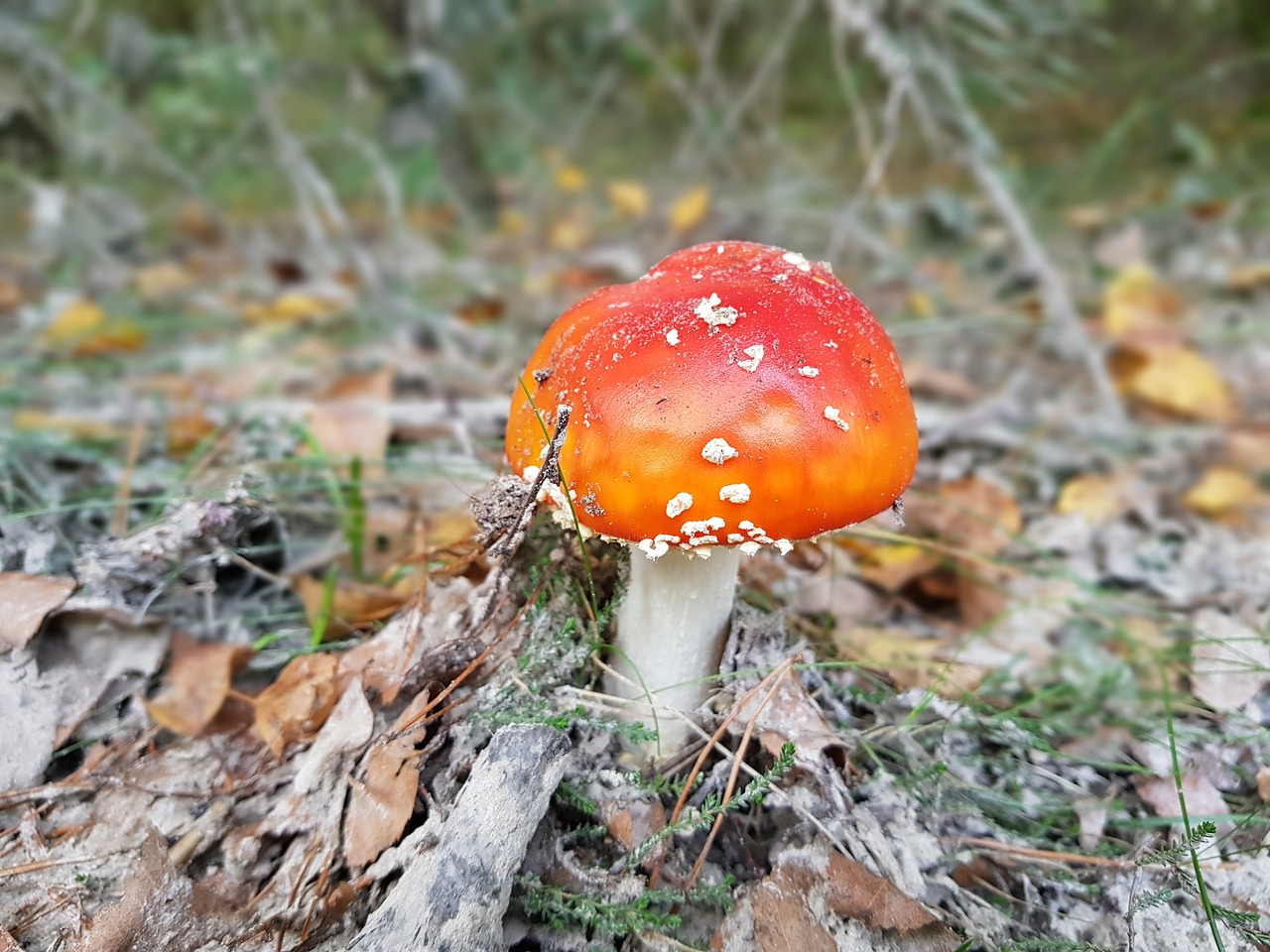 fly agaric nature forest mushrooms free photo