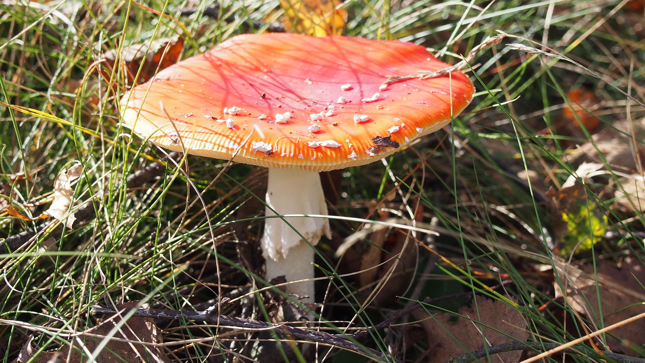 fly agaric nature autumn free photo