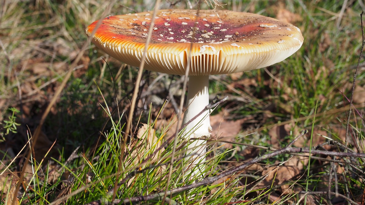 fly agaric nature red fly agaric mushroom free photo