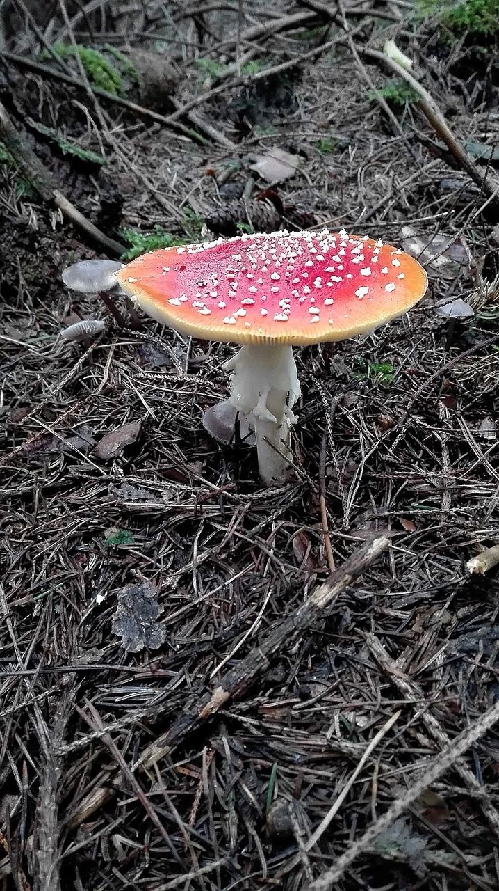 fly agaric bright red flat free photo
