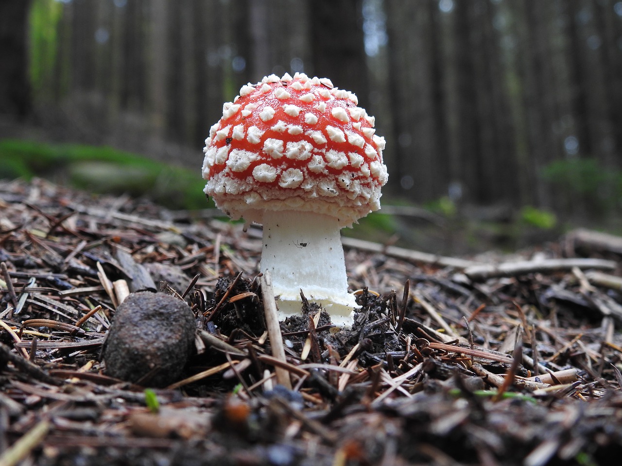 fly agaric spider forest mushroom free photo