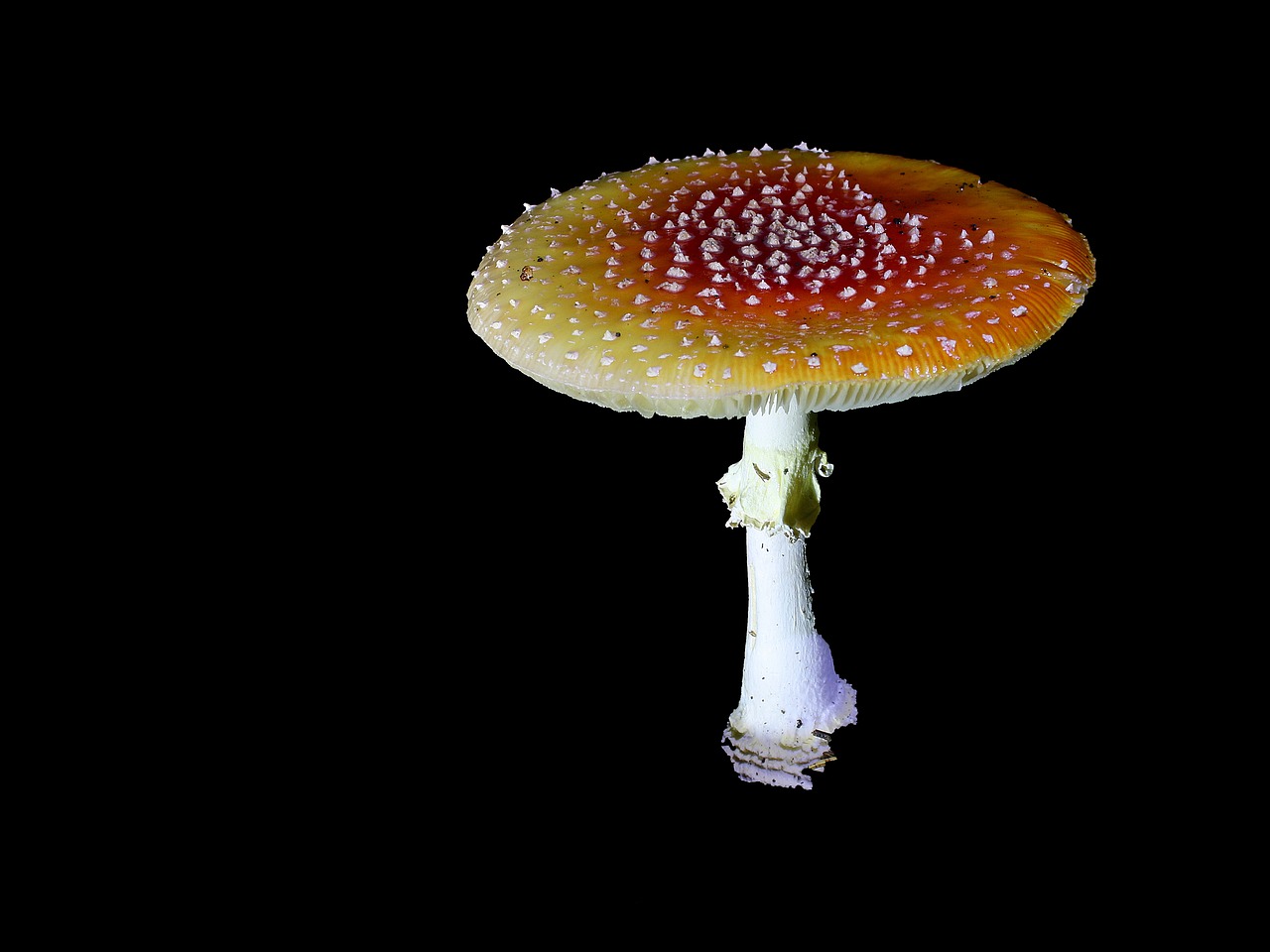 fly agaric toxic color free photo