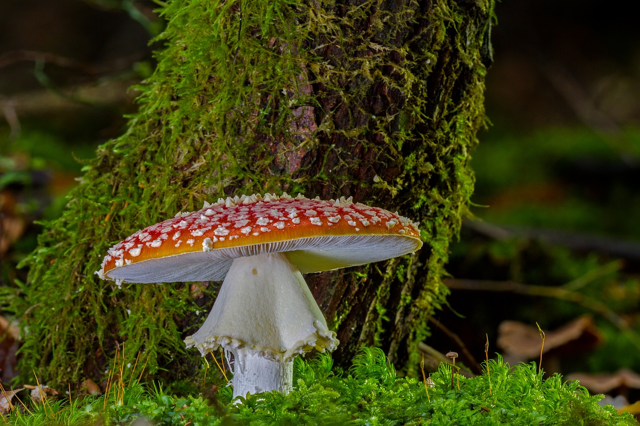 fly agaric mushroom red fly agaric mushroom free photo