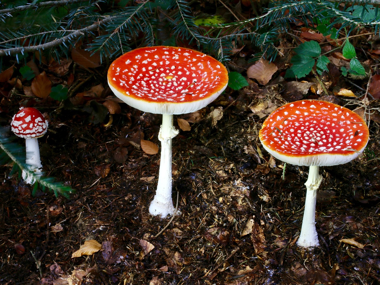 fly agaric autumn toxic free photo