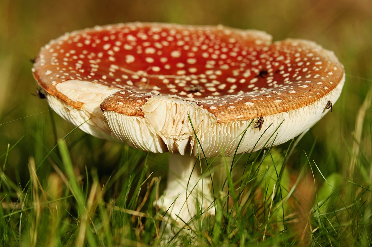 fly agaric mushroom toxic free photo