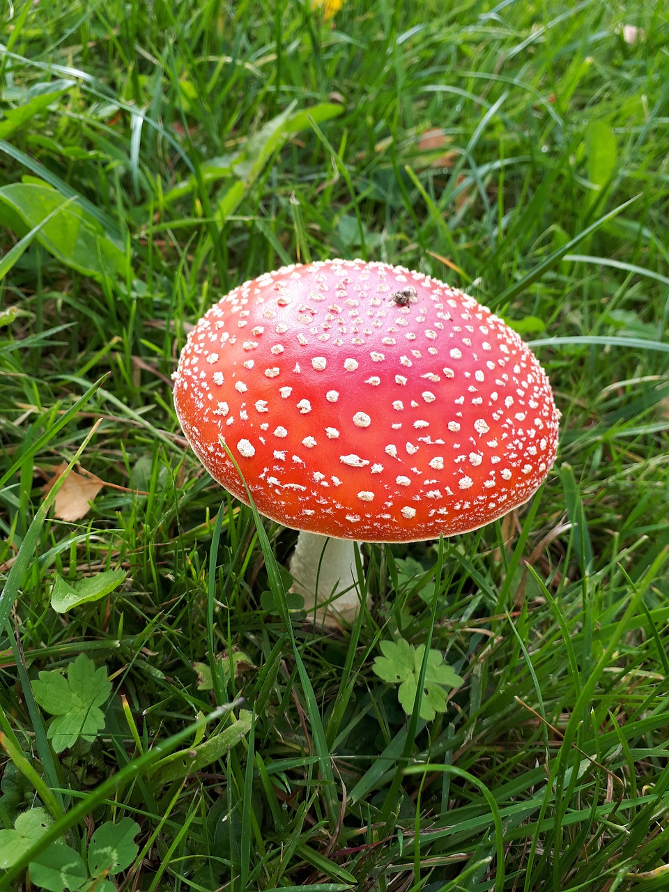 fly agaric autumn meadow free photo