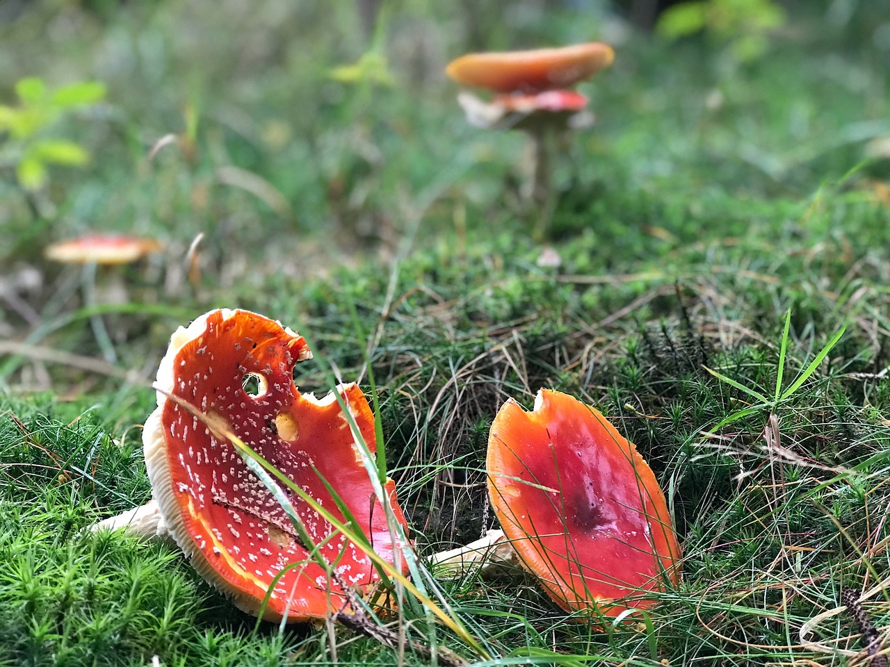 fly agaric mushroom nature free photo