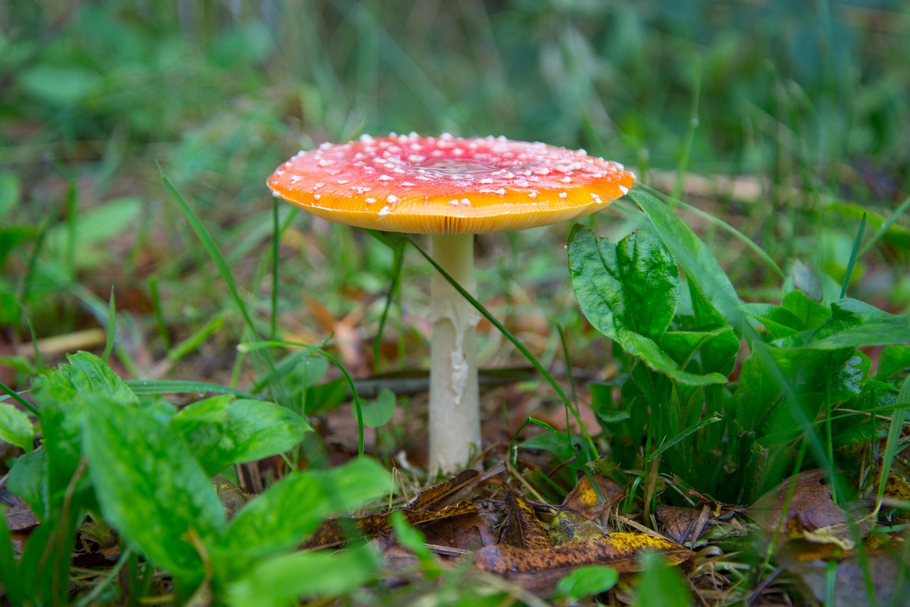 fly agaric mushroom red with white dots free photo