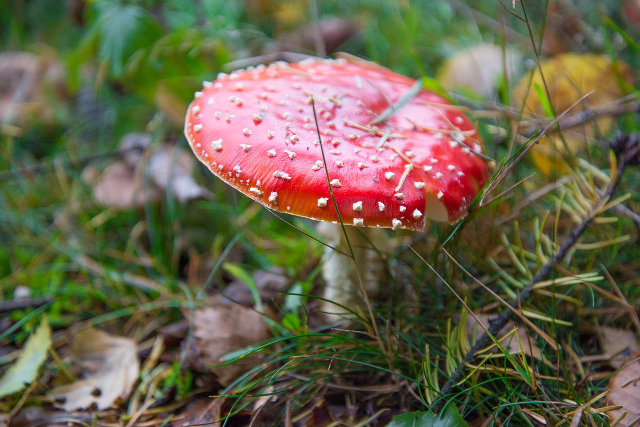 fly agaric mushroom red with white dots free photo