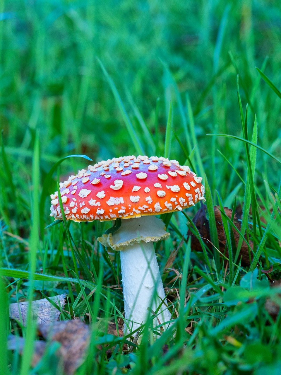 Amanita