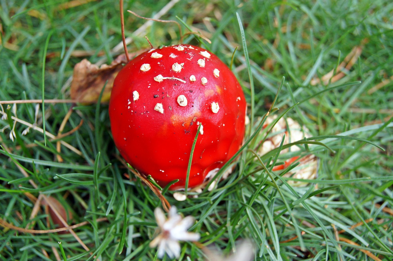 fly agaric red meadow free photo