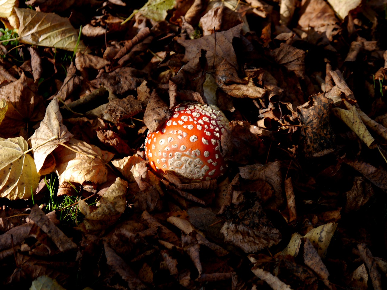 fly agaric leaves toxic free photo