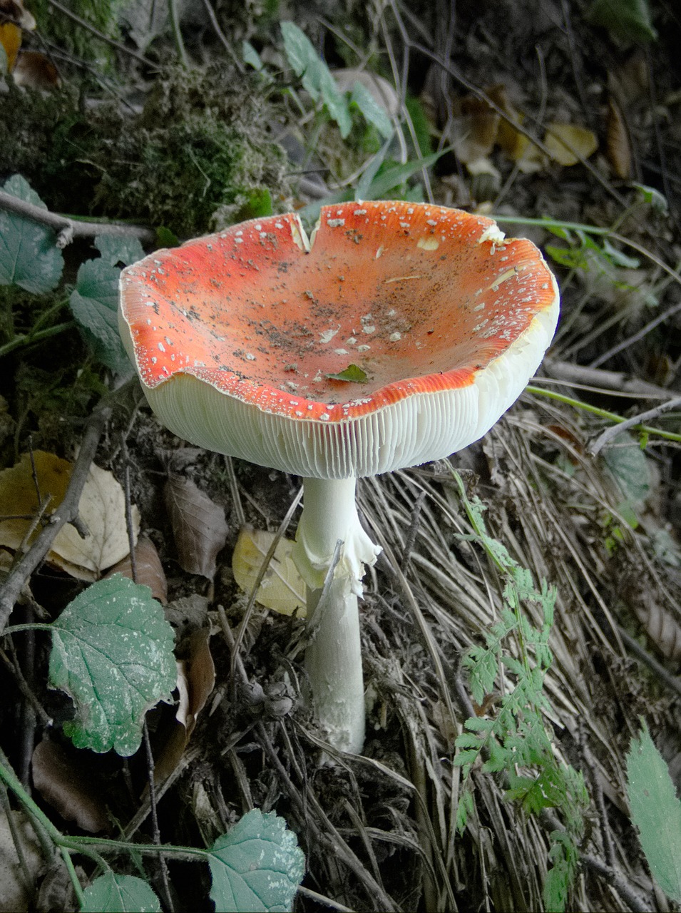 fly agaric mushroom orange free photo