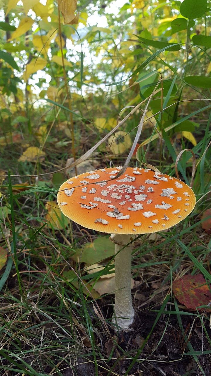 fly agaric forest nature free photo