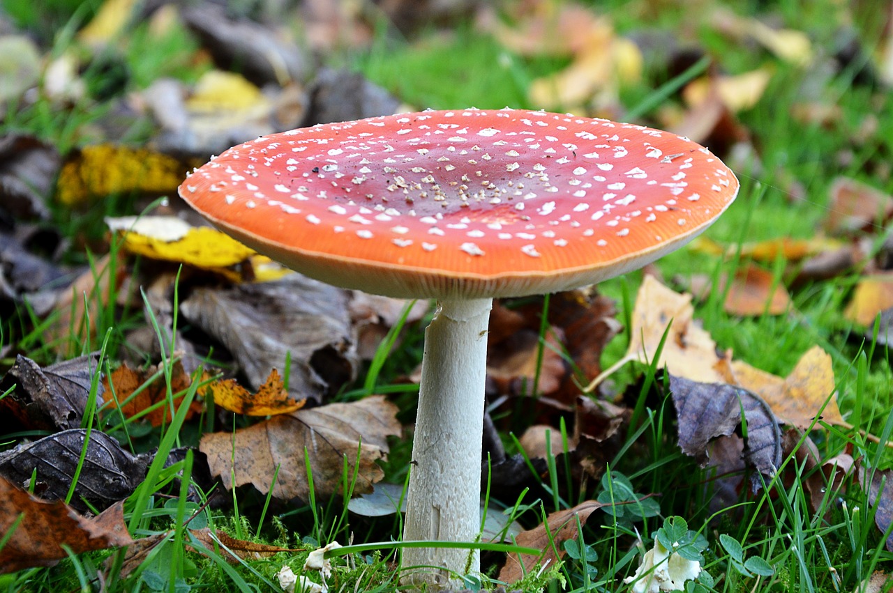 fly agaric red toxic free photo