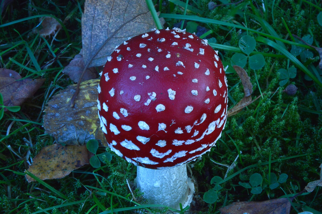 fly agaric red toxic free photo