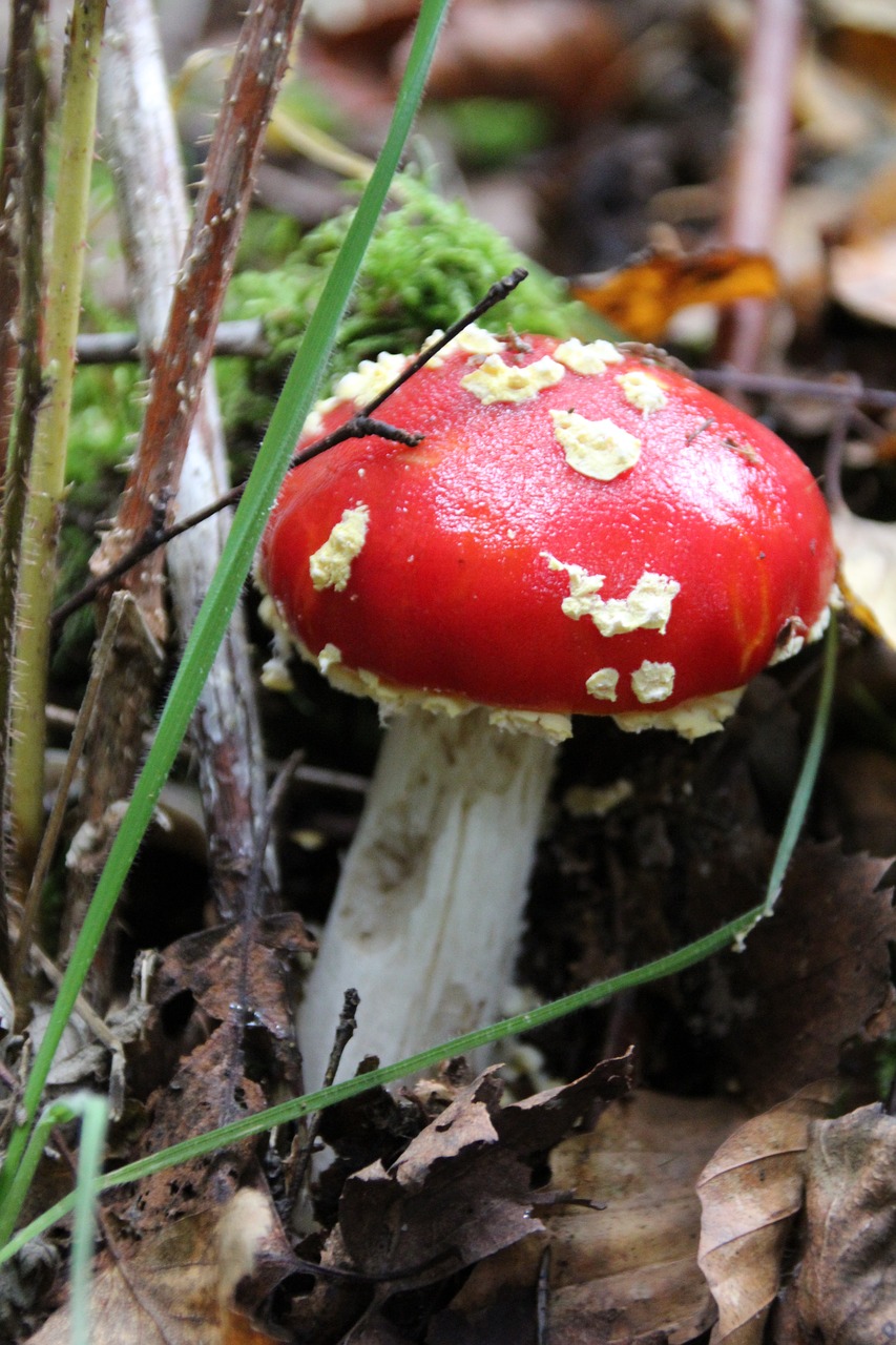 fly agaric red red fly agaric mushroom free photo