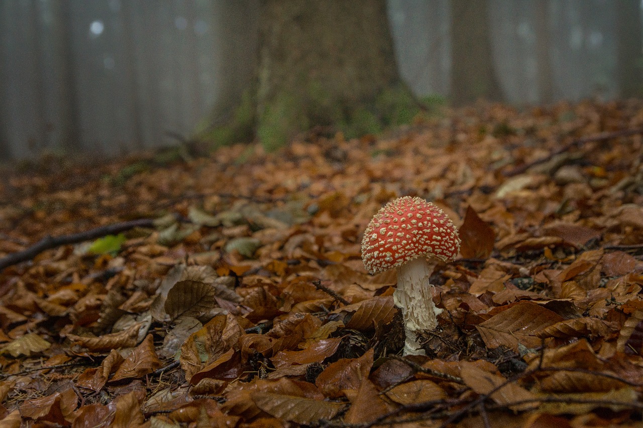 fly agaric forest forest floor free photo