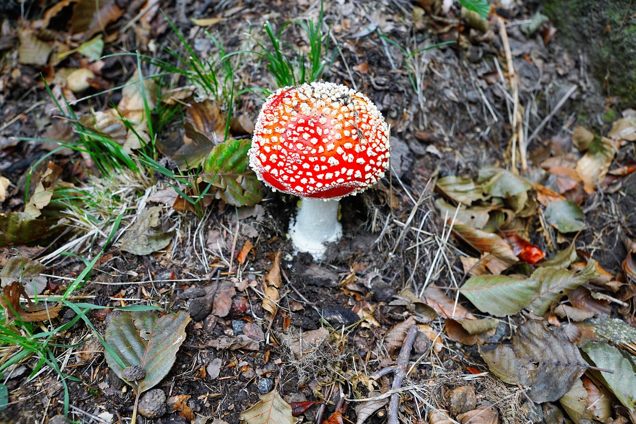 fly agaric gift toxic free photo