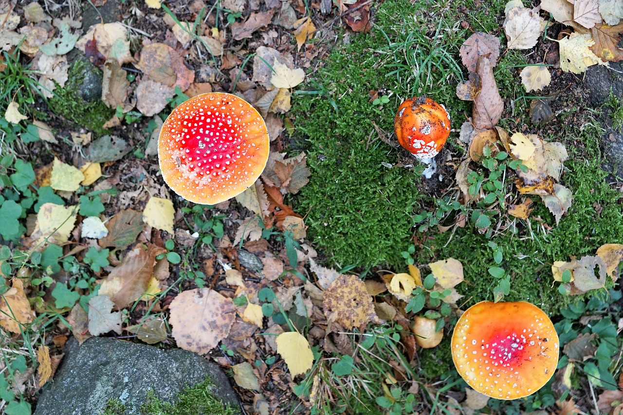 fly agaric gift toxic free photo