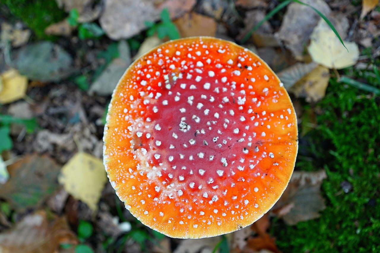 fly agaric gift toxic free photo