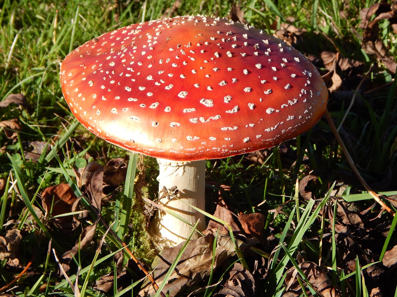 fly agaric autumn mushroom free photo