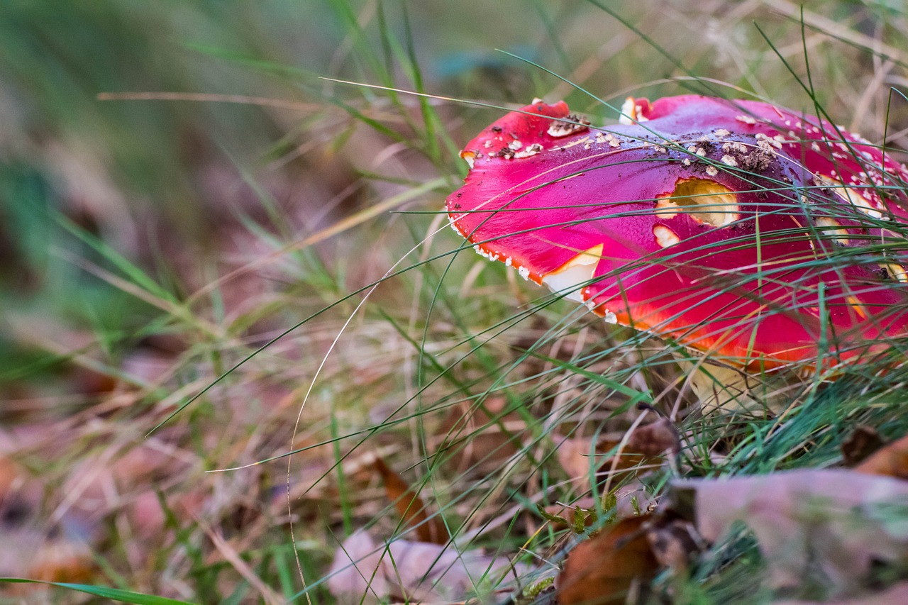 fly agaric forest mushroom free photo