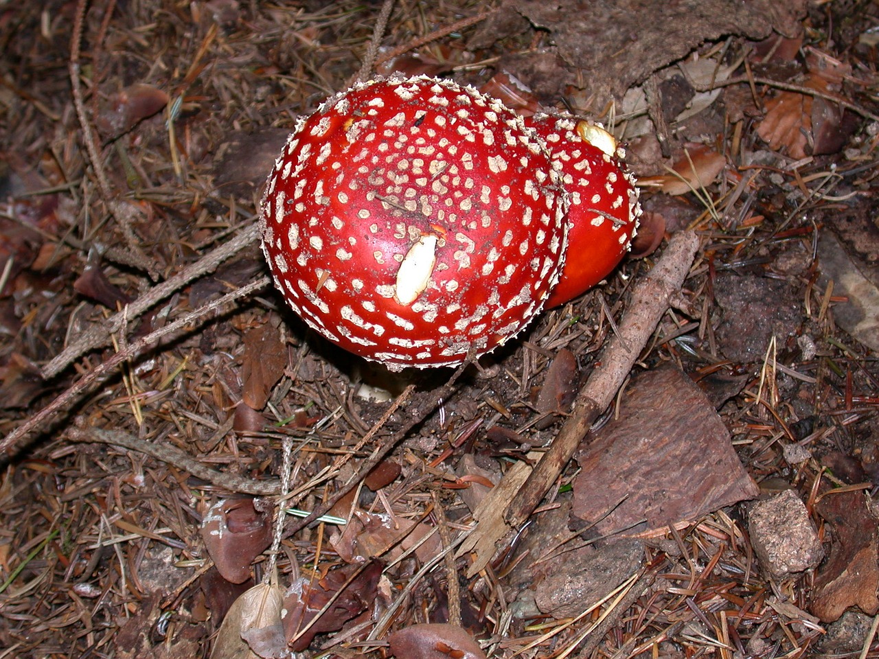 fly agaric toadstool mushrooms free photo