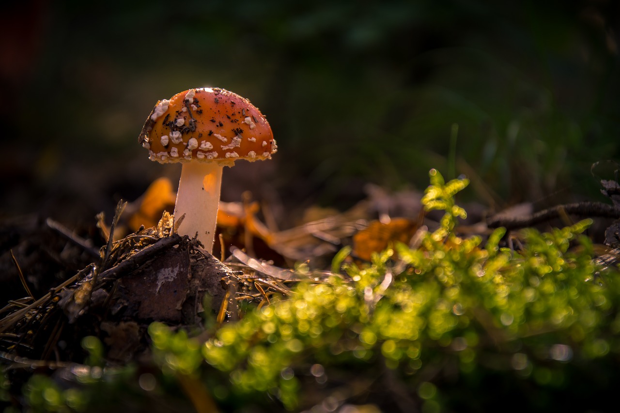 fly agaric forest moss free photo