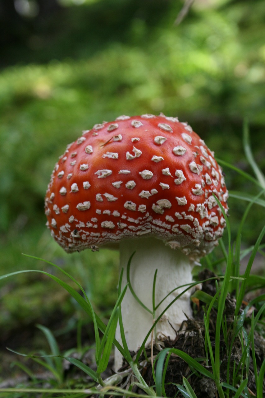 fly agaric nature forest free photo