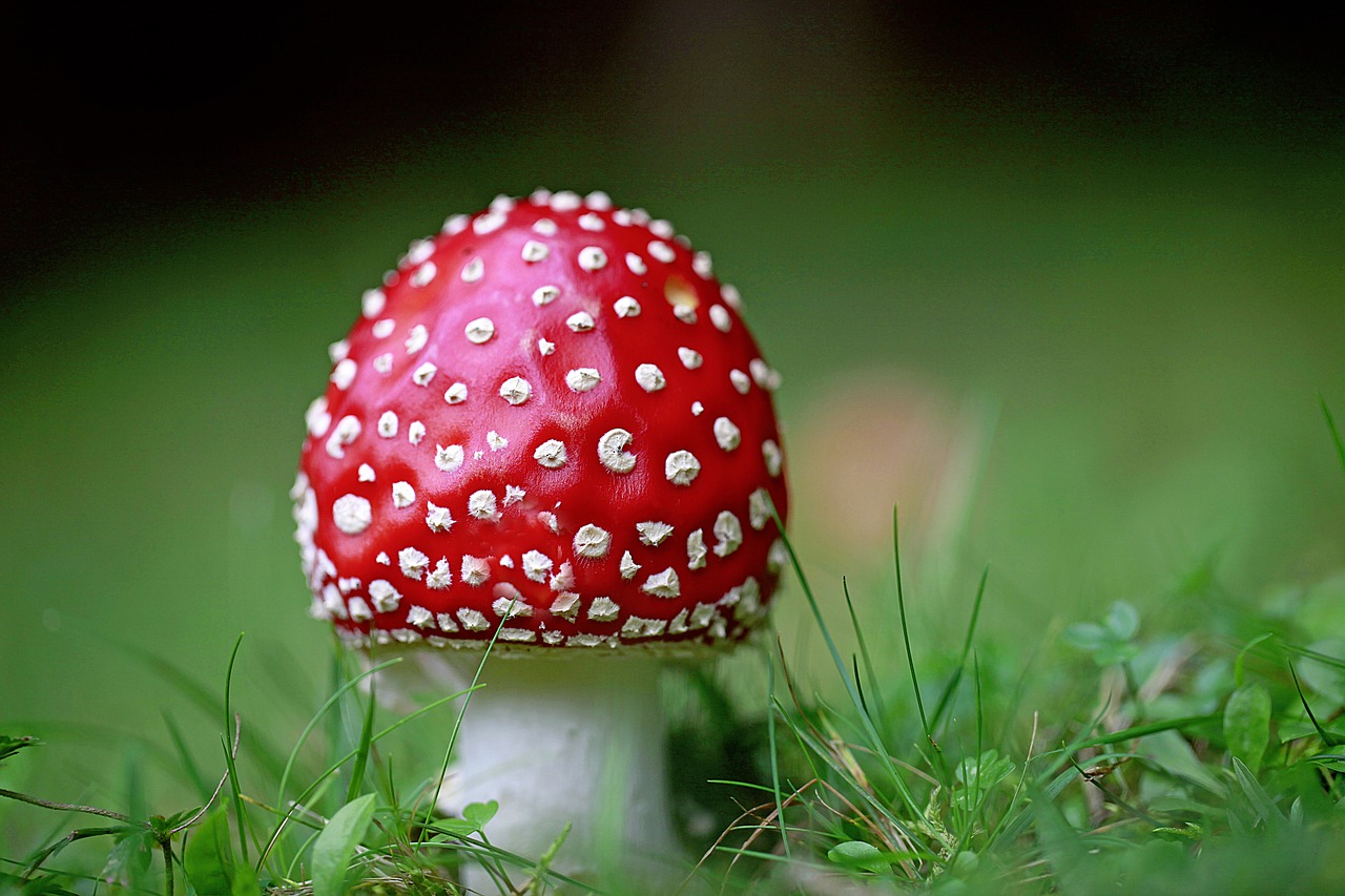 fly agaric points red free photo