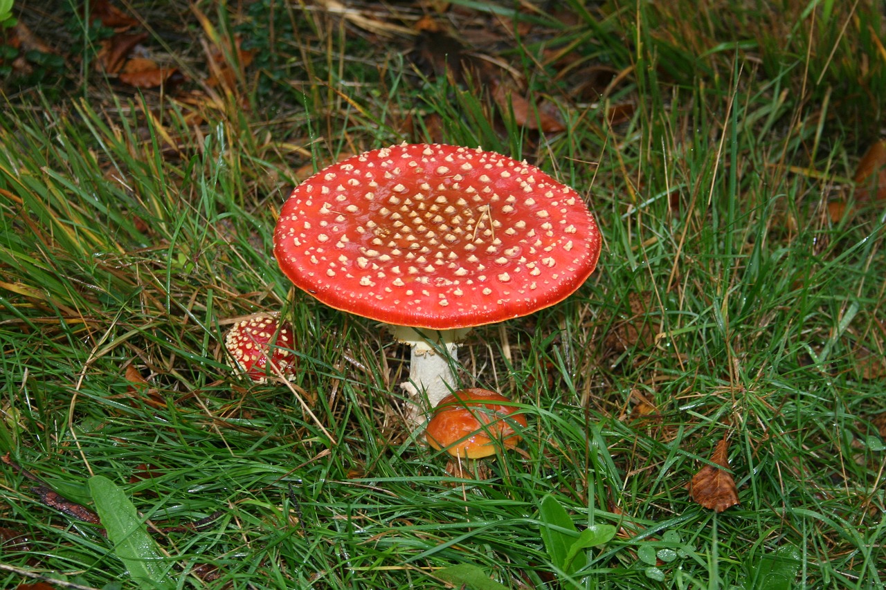 fly agaric autumn red red fly agaric free photo