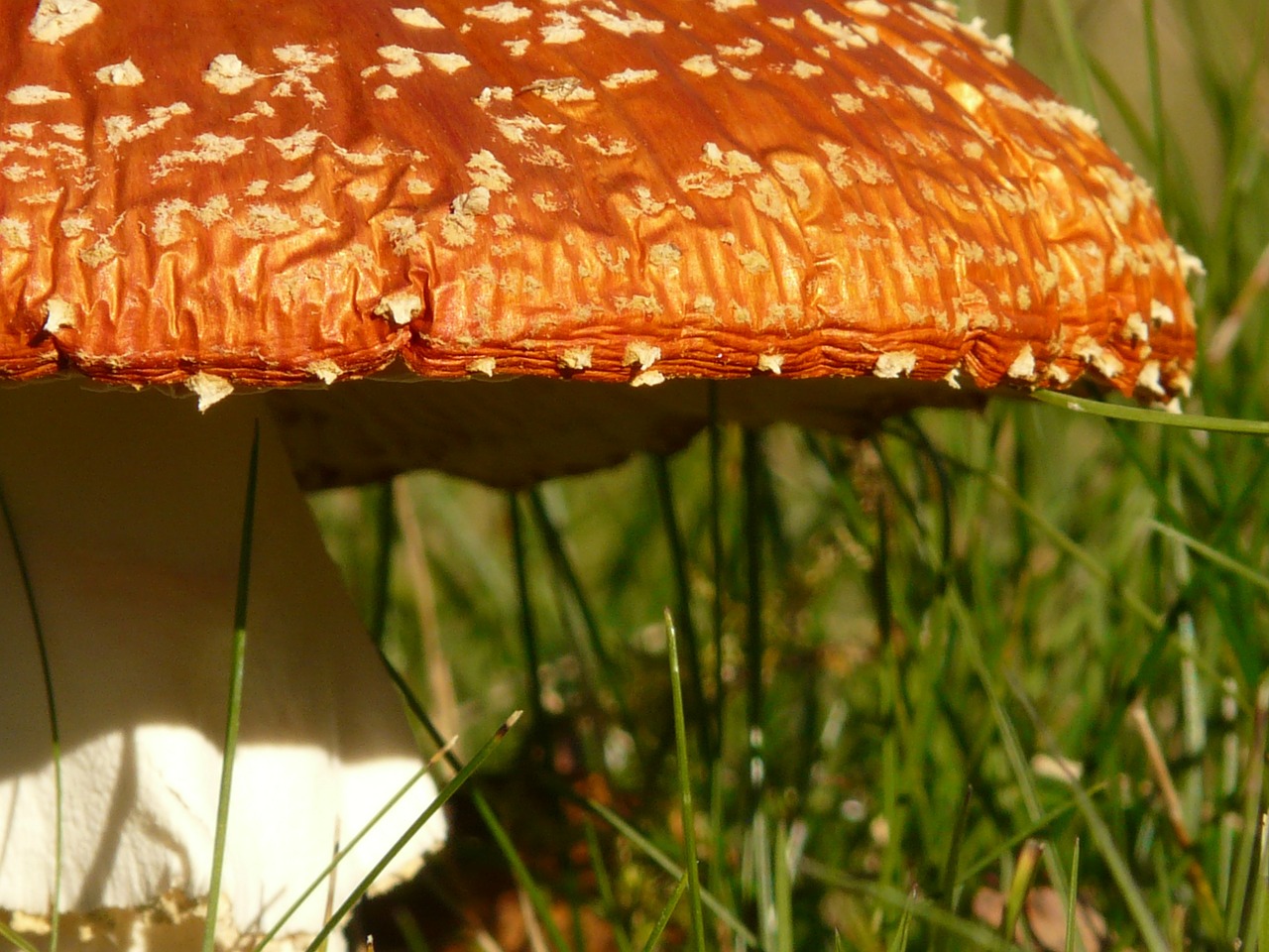 fly agaric mushroom gift free photo