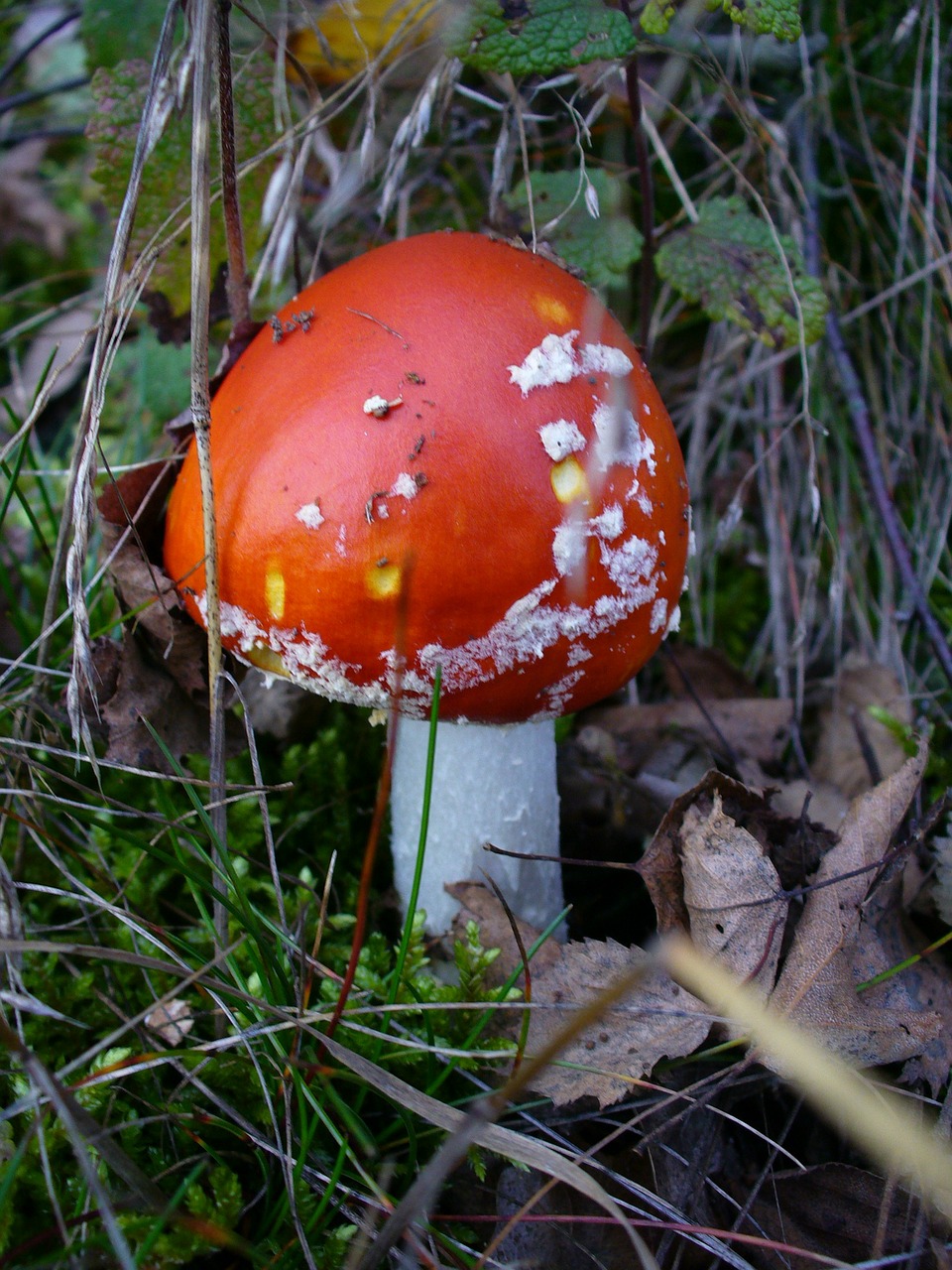fly agaric toxic nature free photo