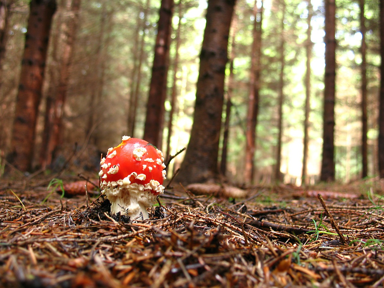 fly agaric red forest free photo