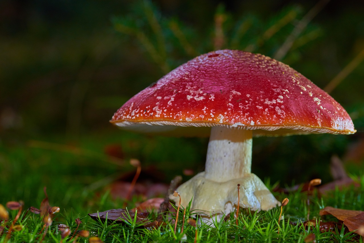 fly agaric  nature  autumn free photo