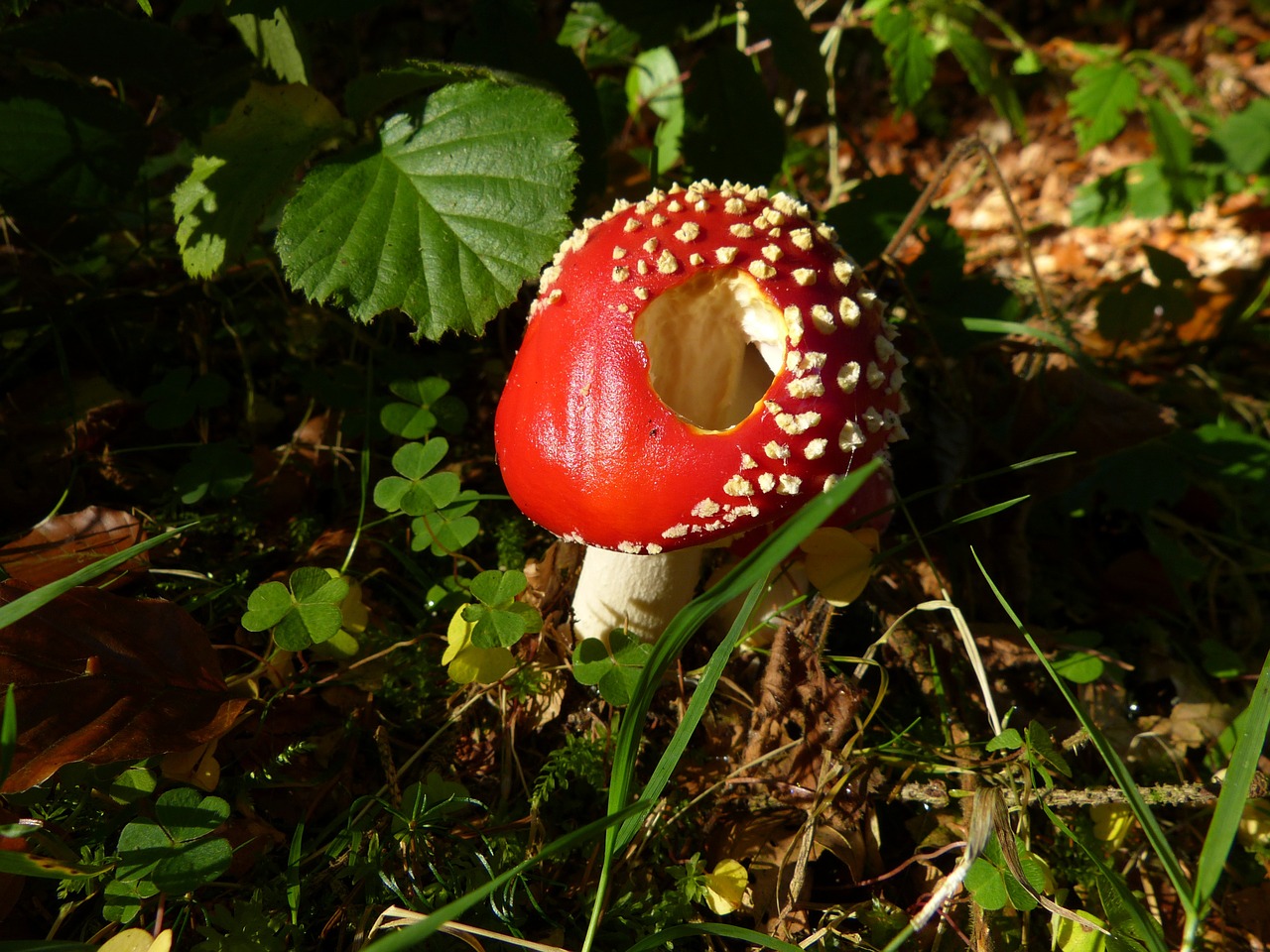 fly agaric toadstool mushroom free photo